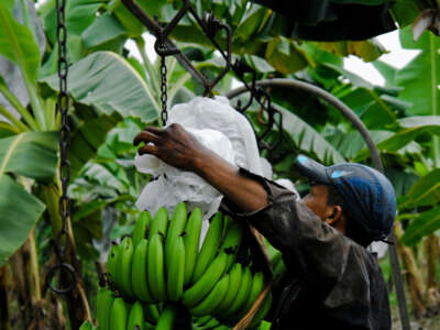 A young Colombian worker hangs up a bunch of bananas on the aircable at a banana plantation on March 14, 2006, in Aracataca, Colombia.