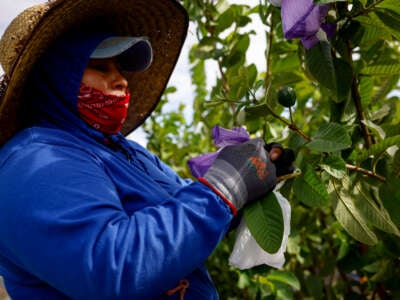Marta Gaspar, a farm worker, covers guava fruits from pests with plastic bags at a farm on November 2, 2023, in Homestead, Florida.