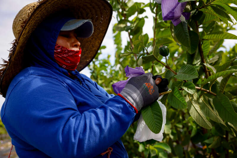 Florida Ban On Protections For Outdoor Workers Goes Into Effect Amid ...