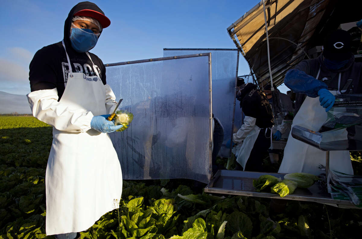 A man in a ppe mask cuts romaine lettuce in a field alongside many other workers, separated from eachother by plastic dividers