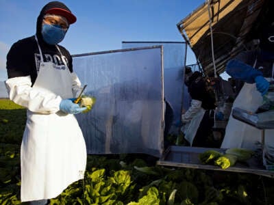 A man in a ppe mask cuts romaine lettuce in a field alongside many other workers, separated from eachother by plastic dividers