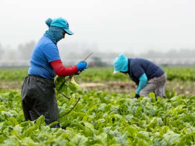 agricultural workers tend to crops while wearing clothing to protect them from the sun