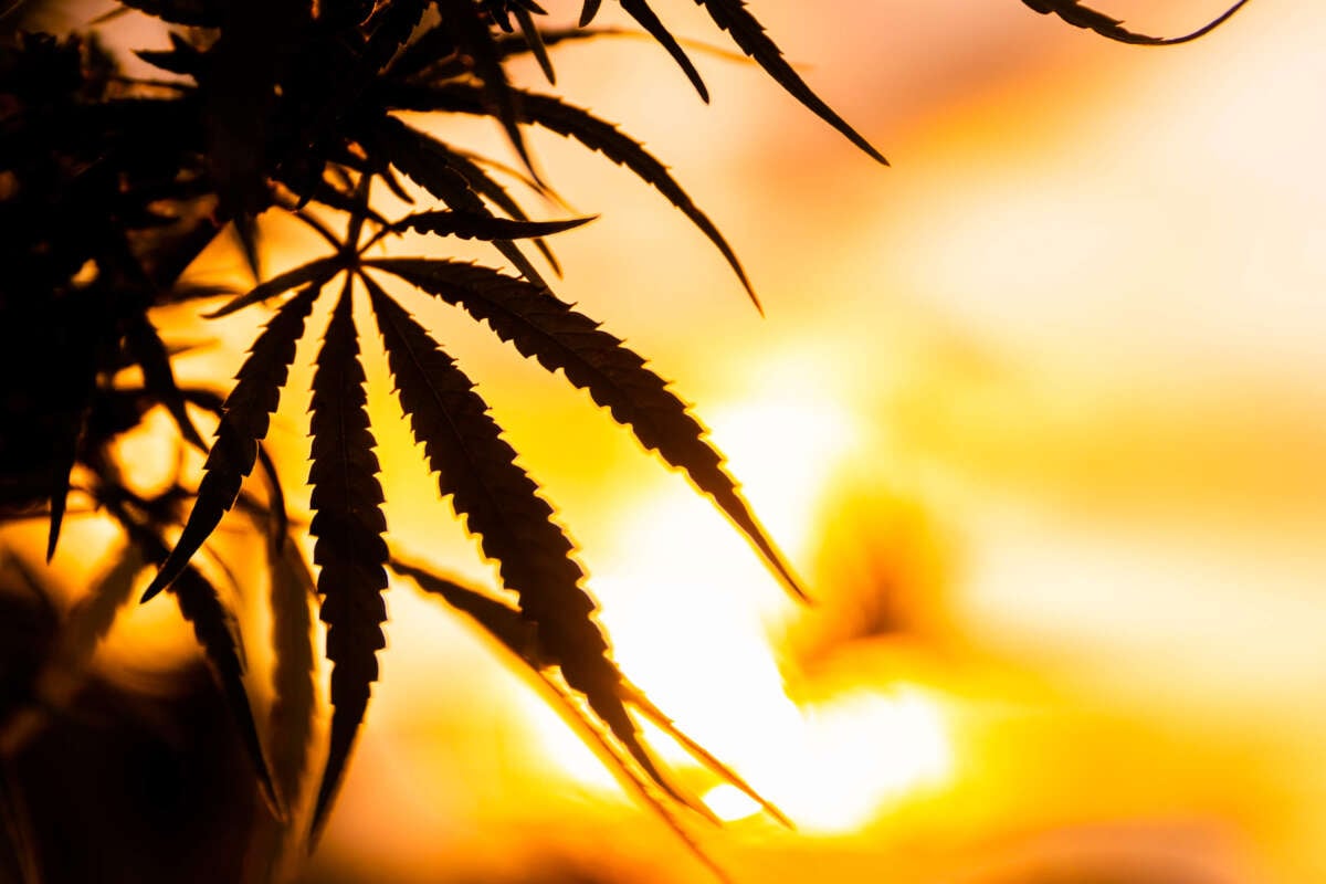 Marijuana plants and leaves silhouetted over yellow sky