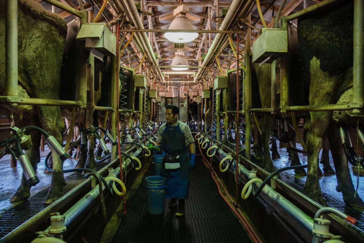 Raul (Junior) Nunez milks Holstein cows at Frank Konyn Dairy Inc., on April 16, 2020, in Escondido, California.