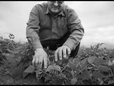 Fausto Limon looks at his bean plants, knowing they need more fertilizer, but lacking the money to buy it, in Veracruz, Mexico.
