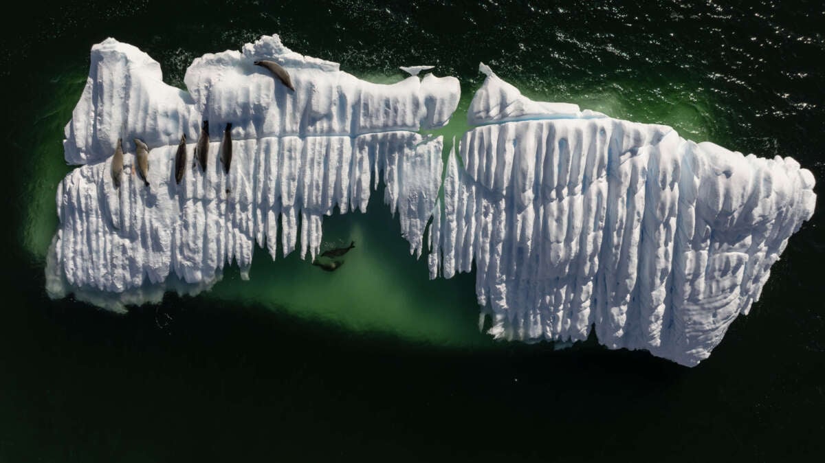An aerial view of crab-eating seals on an ice mass in Antarctica on April 11, 2024.