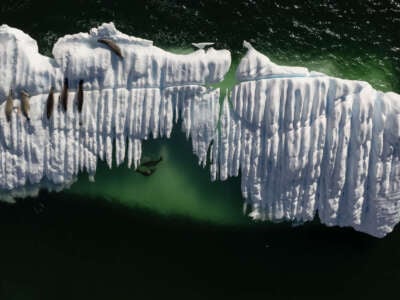 An aerial view of crab-eating seals on an ice mass in Antarctica on April 11, 2024.