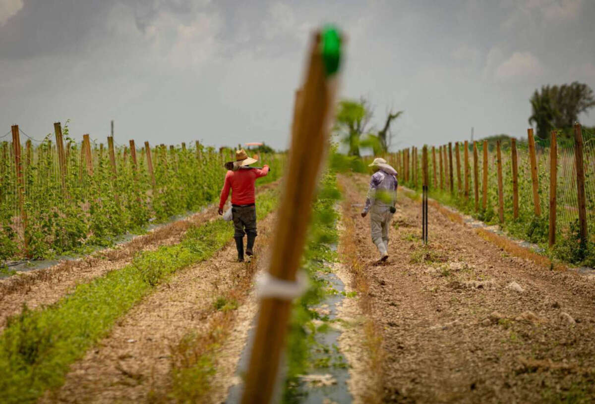 Two farmworkers tend to crops on August 21, 2023, in Homestead, Florida.