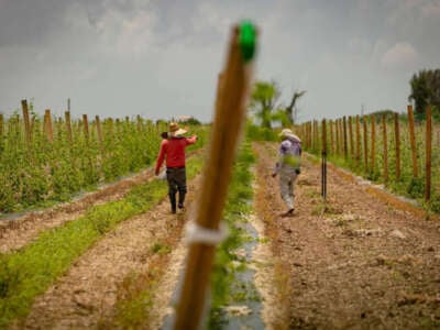 Two farmworkers tend to crops on August 21, 2023, in Homestead, Florida.