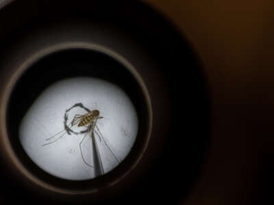 Culex pipiens, a common mosquito species, is seen through the microscope of Matthew Vanderpool, environmental health specialist and entomologist for the Louisville Metro Department of Public Health and Wellness on August 25, 2021, in Louisville, Kentucky.