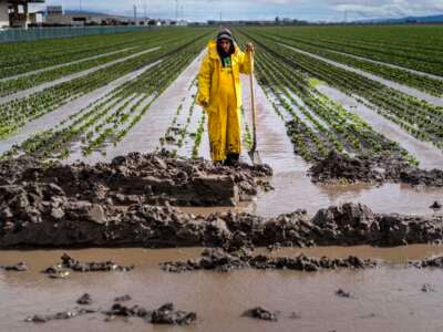 During a break in the rain farm workers drain lettuce fields of flood water as an atmospheric river storm slams California in Salinas, California, on Friday March 10, 2023.
