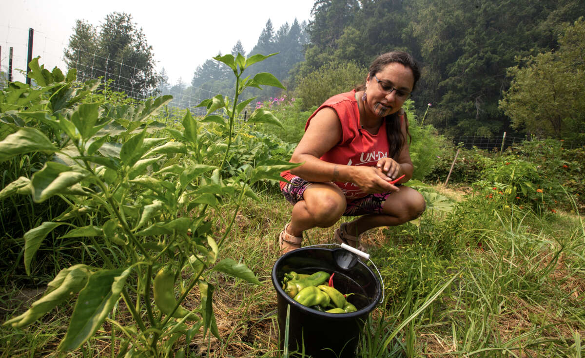 Yurok program outreach services manager Annelia Hillman picks fresh vegetables from a community garden on the Klamath River on Wednesday, August 16, 2023, in Weitchpec, California.