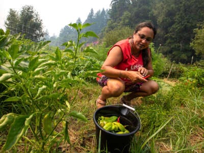 Yurok program outreach services manager Annelia Hillman picks fresh vegetables from a community garden on the Klamath River on Wednesday, August 16, 2023, in Weitchpec, California.