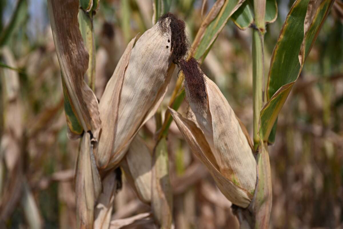 Amid an increasing drought, maize plants and cob are seen on dry ground in a field close to the village of Tortel, south-east of Budapest, Hungary, on August 2, 2024.