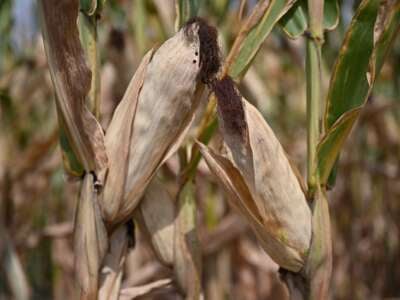 Amid an increasing drought, maize plants and cob are seen on dry ground in a field close to the village of Tortel, south-east of Budapest, Hungary, on August 2, 2024.