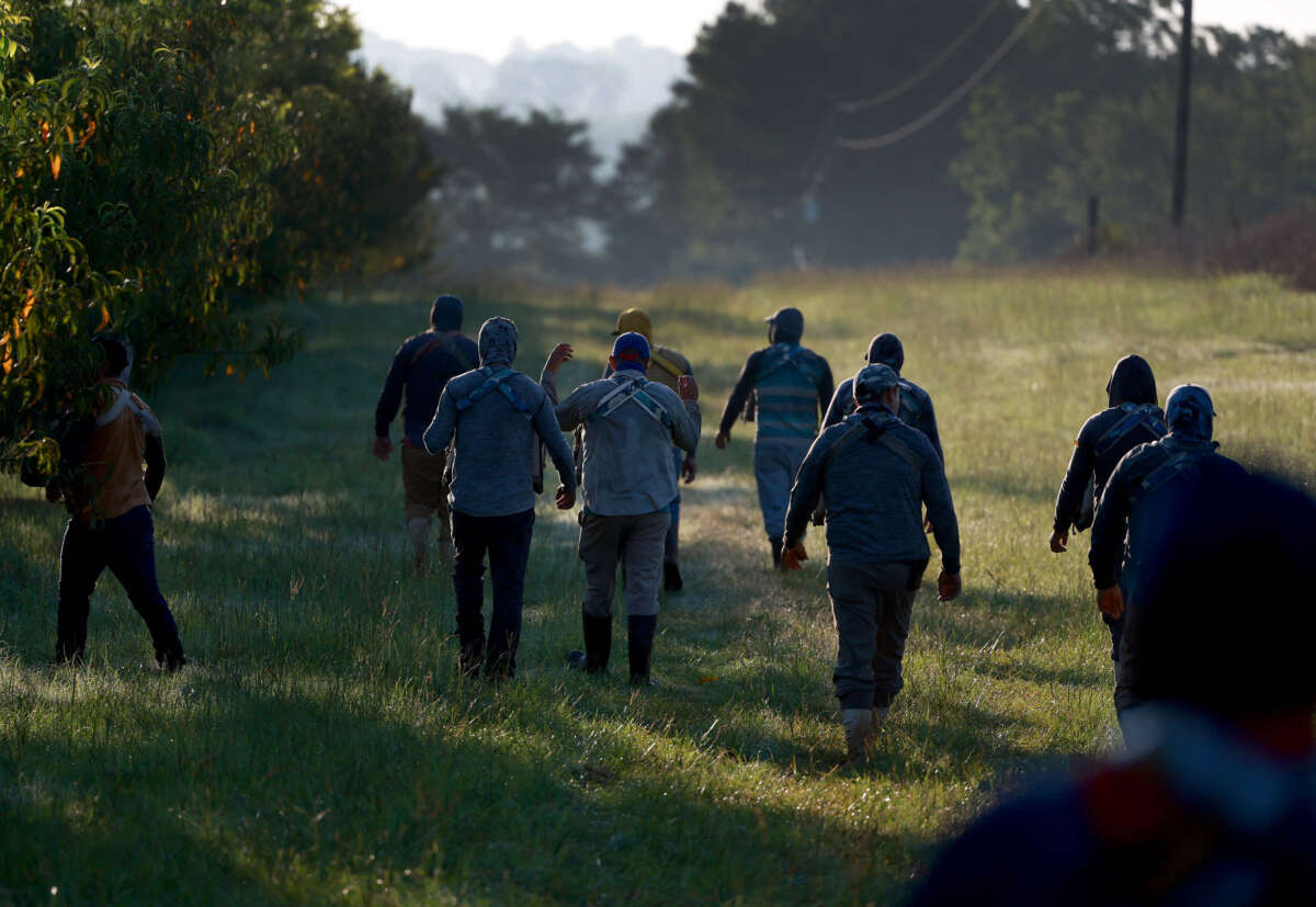 Workers prepare to pick peaches from the last crop of the season off the trees at Pearson Farm on July 24, 2023, in Fort Valley, Georgia.