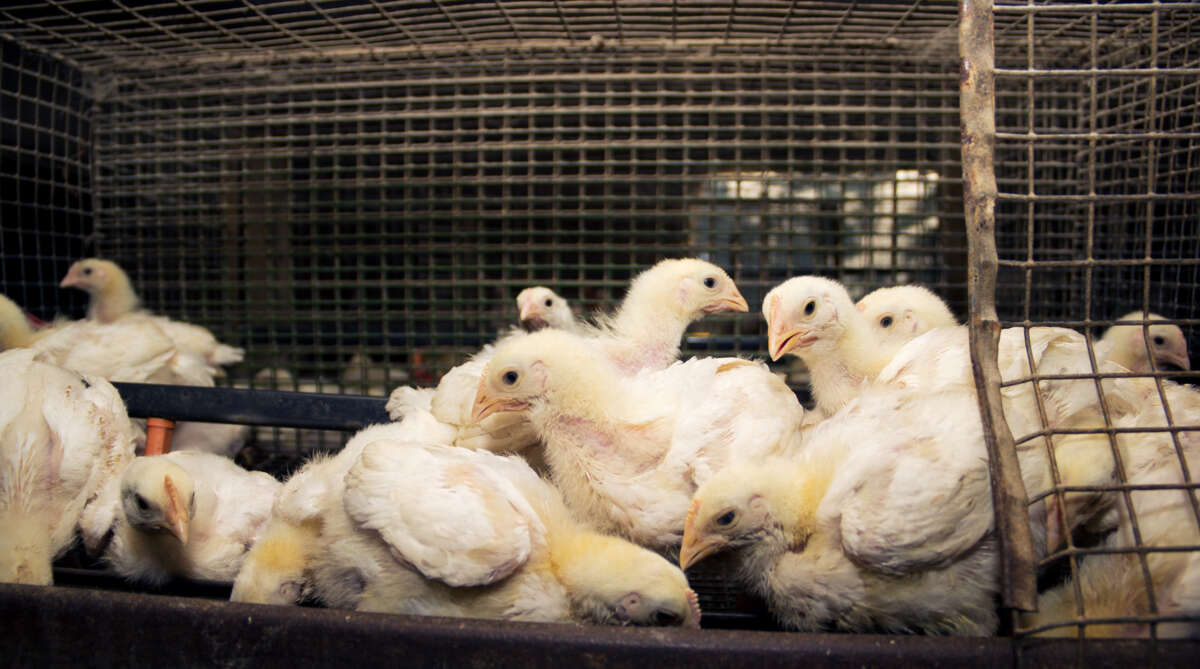 Adolescent chickens are packed into a small cage