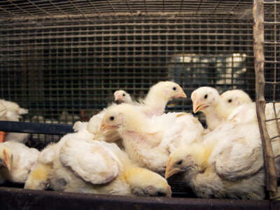 Adolescent chickens are packed into a small cage