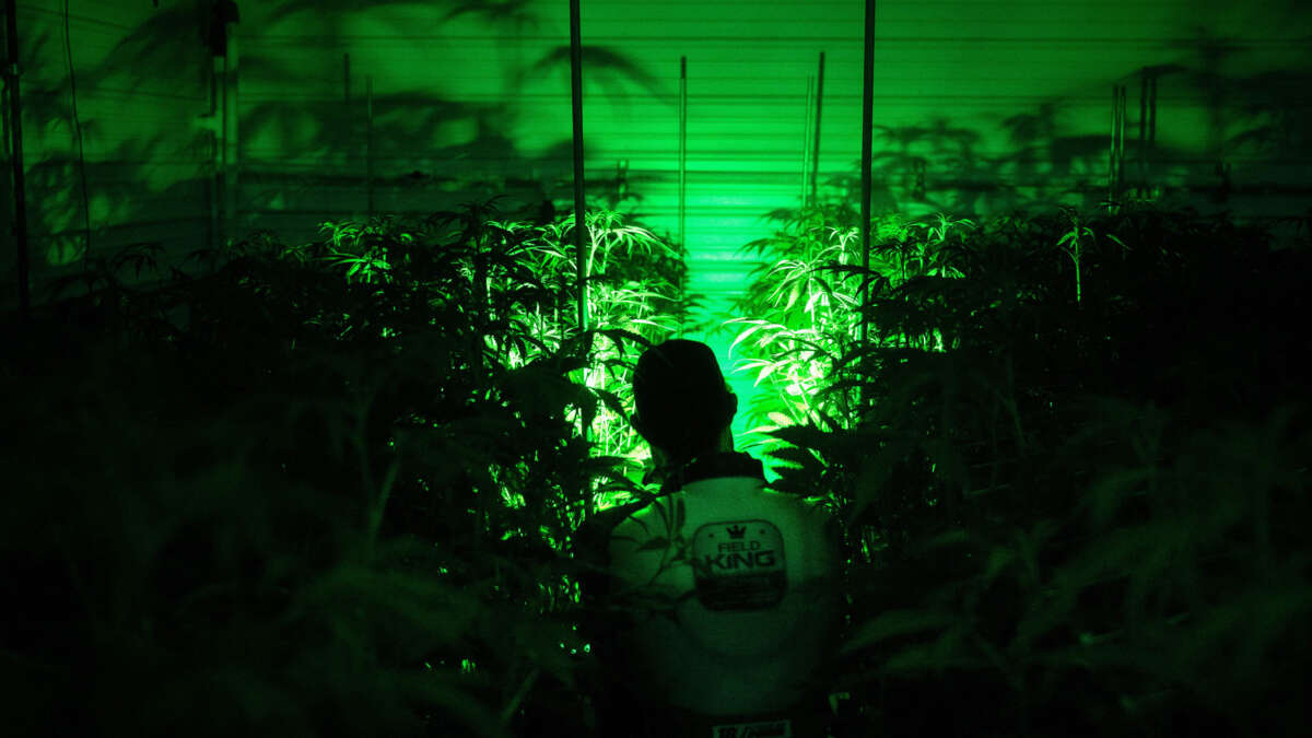 A man in a cannabis greenhouse and the plants around him are silhouetted by a single source of green light