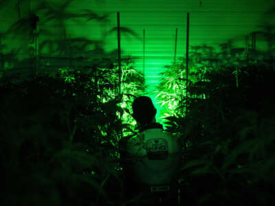 A man in a cannabis greenhouse and the plants around him are silhouetted by a single source of green light