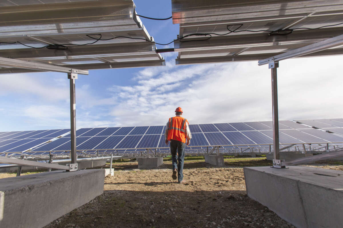 Worker walks in solar farm