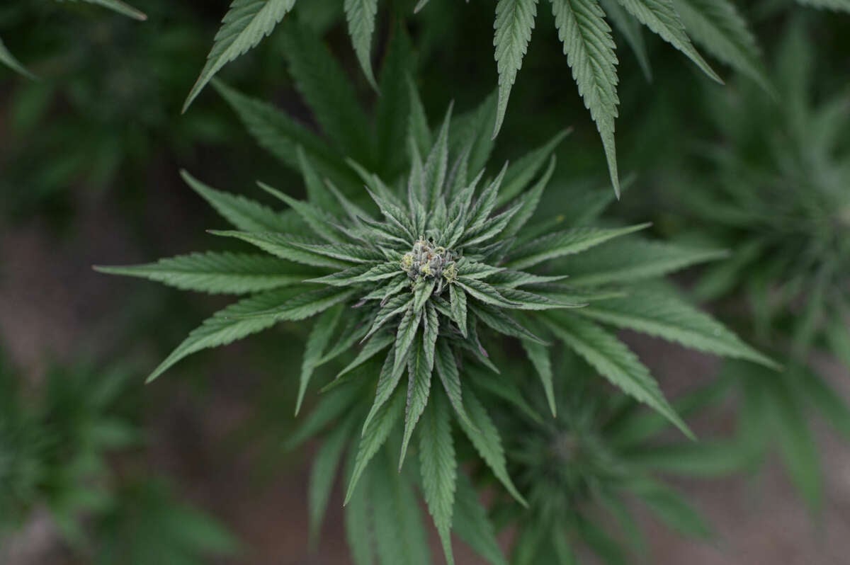 Marijuana plants are found growing at an illegal cannabis farm during a raid by San Bernardino County Sheriff's deputies in Newberry Springs, in the western Mojave Desert of Southern California on March 29, 2024.