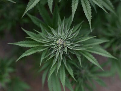 Marijuana plants are found growing at an illegal cannabis farm during a raid by San Bernardino County Sheriff's deputies in Newberry Springs, in the western Mojave Desert of Southern California on March 29, 2024.