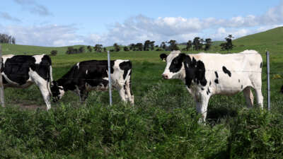 Cows graze in a field at a dairy farm on April 26, 2024, in Petaluma, California.
