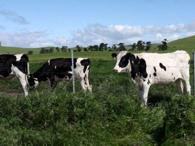 Cows graze in a field at a dairy farm on April 26, 2024, in Petaluma, California.