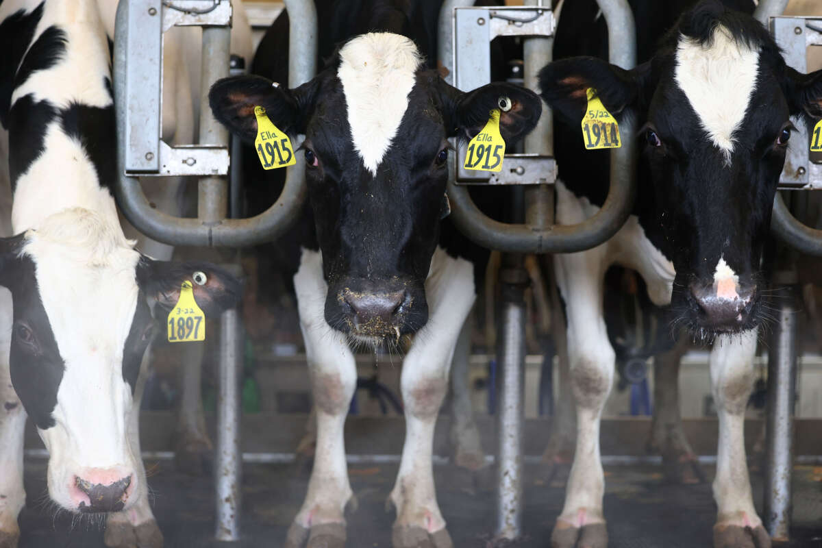 Cows from a non-suspect herd are milked at the Cornell Teaching Dairy Barn at Cornell University on December 11, 2024, in Ithaca, New York.