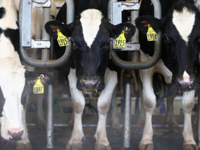 Cows from a non-suspect herd are milked at the Cornell Teaching Dairy Barn at Cornell University on December 11, 2024, in Ithaca, New York.