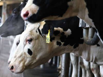 Cows from a non-suspect herd are milked at the Cornell Teaching Dairy Barn at Cornell University on December 11, 2024, in Ithaca, New York.