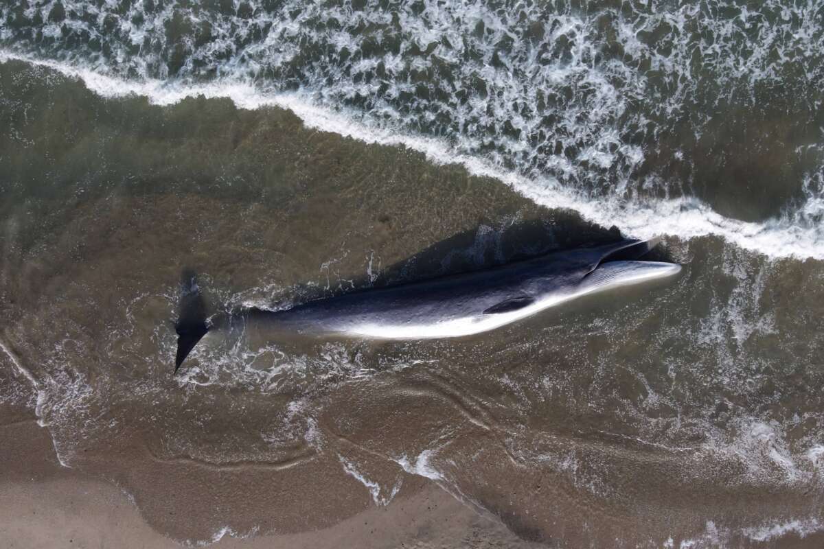 This aerial view shows a juvenile fin whale who died on shore in Torrance, California, on August 11, 2024.