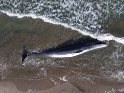 This aerial view shows a juvenile fin whale who died on shore in Torrance, California, on August 11, 2024.