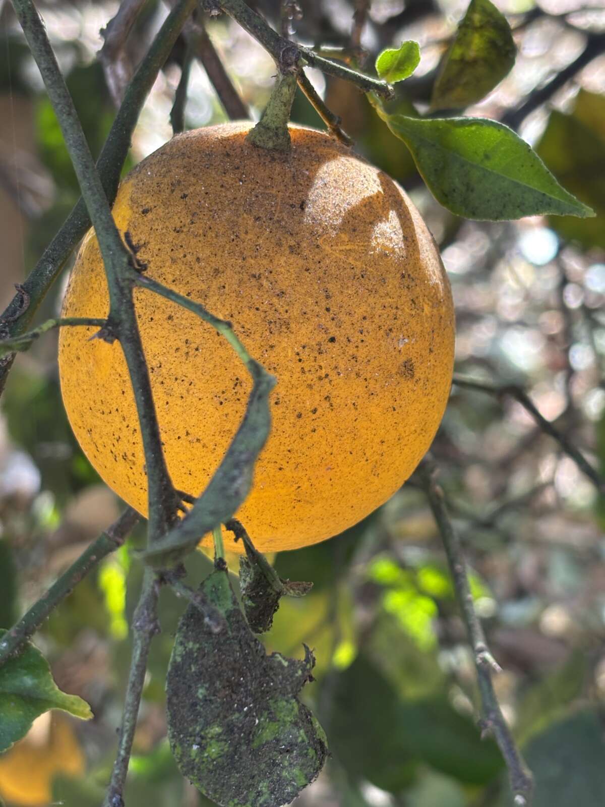 Soot and ash from the Eaton Fire cover the meyer lemon tree in Sonali Kolhatkar’s yard.