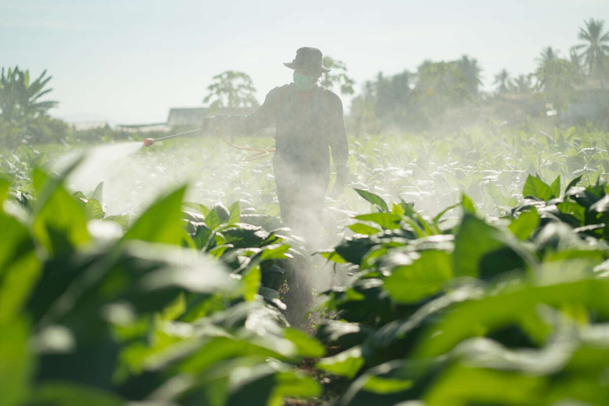 A person sprays pesticide on crops