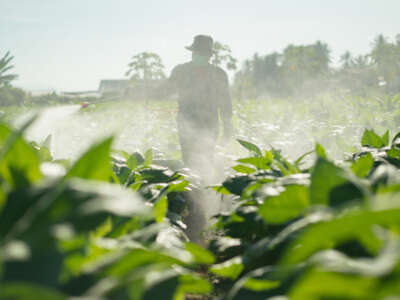 A person sprays pesticide on crops