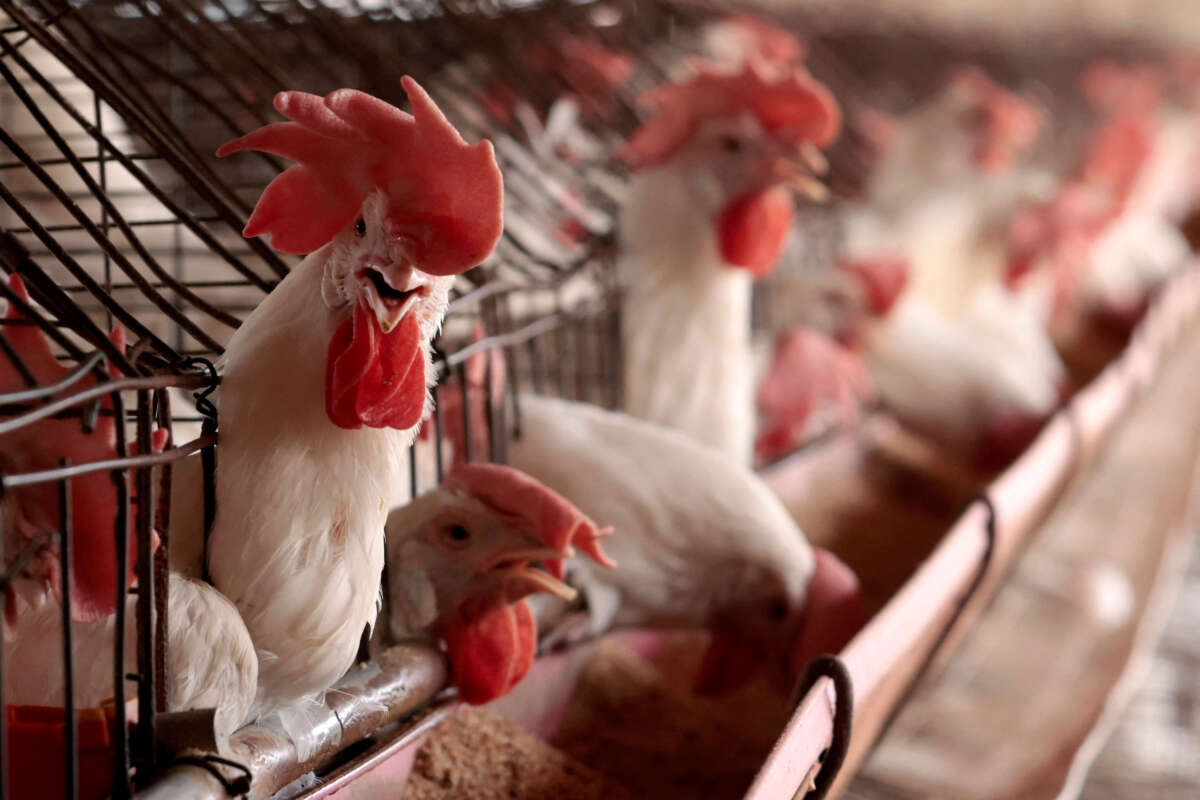 Chickens are pictured at a poultry farm in Tepatitlan, Jalisco State, Mexico, on June 6, 2024.