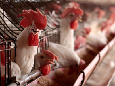 Chickens are pictured at a poultry farm in Tepatitlan, Jalisco State, Mexico, on June 6, 2024.