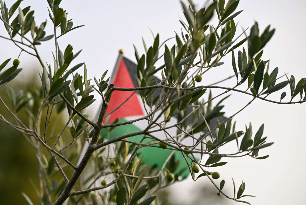 An olive tree stands at the Reporters' Memorial, symbolizing a tribute to all Palestinian journalists killed in Gaza by the Israeli military, on October 11, 2024.
