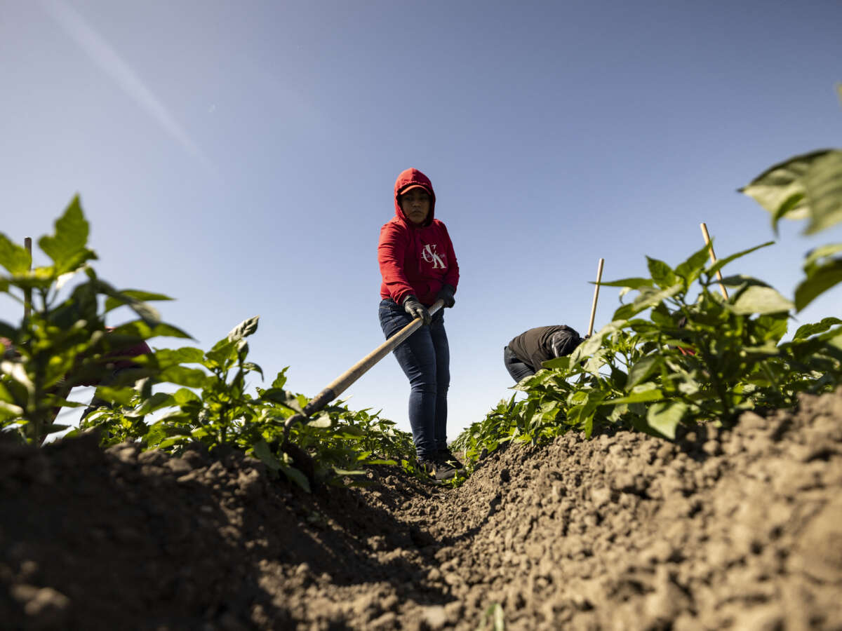 For Mexican Workers, Temporary Farmwork Visas Facilitate Abuse and Exploitation