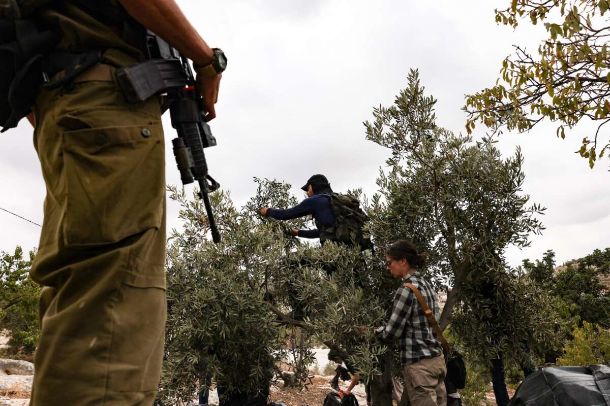 An Israeli soldier watches as activists help villagers to pick olives in the village of Edna, north of the occupied West Bank city of Hebron, during the olive harvesting season, on October 12, 2025.