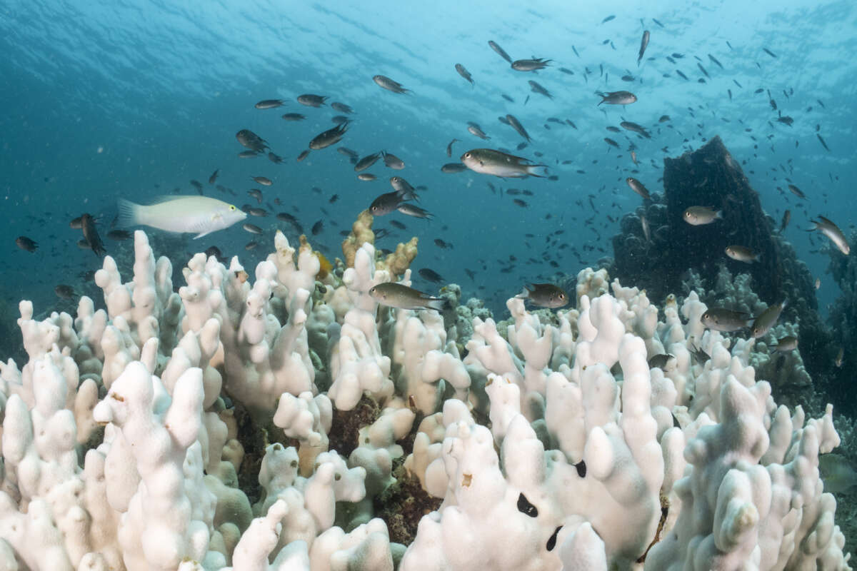 Reef fishes swim over a reef affected by coral bleaching from high water temperature on May 8, 2024 in Trat, Thailand. Climate change has driven Thai sea temperatures to record highs, causing severe damage to marine ecosystems. Coral bleaching and seagrass bed degradation are threatening the ecological balance and the livelihoods of coastal communities that rely on these marine resources.