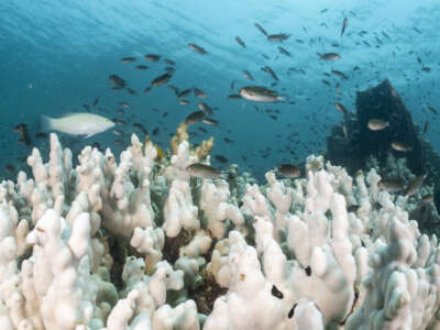 Reef fishes swim over a reef affected by coral bleaching from high water temperature on May 8, 2024 in Trat, Thailand. Climate change has driven Thai sea temperatures to record highs, causing severe damage to marine ecosystems. Coral bleaching and seagrass bed degradation are threatening the ecological balance and the livelihoods of coastal communities that rely on these marine resources.