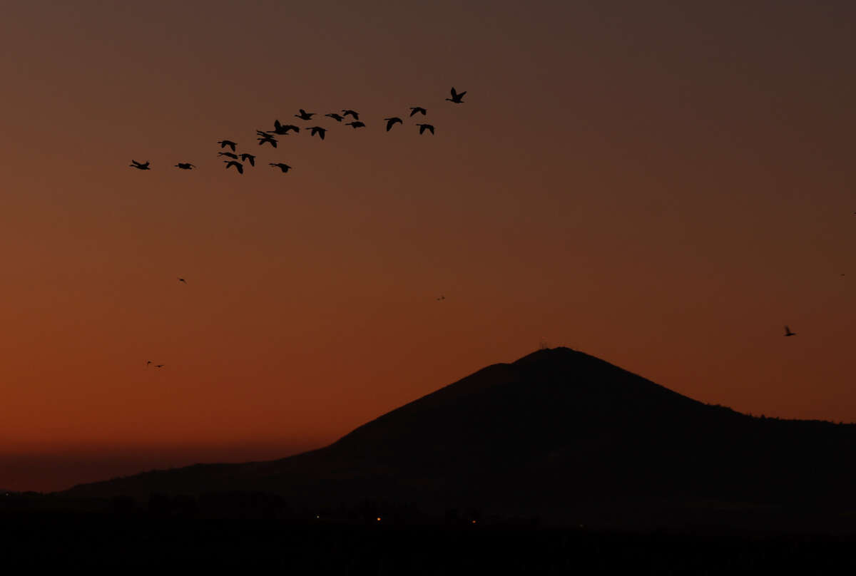 Geese fly over the Tule Lake National Wildlife Refuge on October 2, 2024 in Tulelake, California. An avian botulism outbreak at the Tule Lake National Wildlife Refuge at that time had killed over 90,000 ducks and waterfowl since late August, the most severe outbreak in the refuge's recorded history.