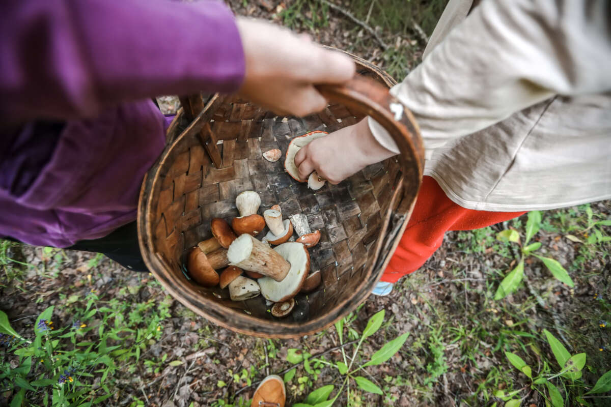 Teenagers are picking edible mushrooms in the forest.