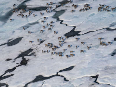 Caribou gather in the Arctic National Wildlife Refuge, which is about the size of South Carolina, in Alaska, on June 28, 2024.