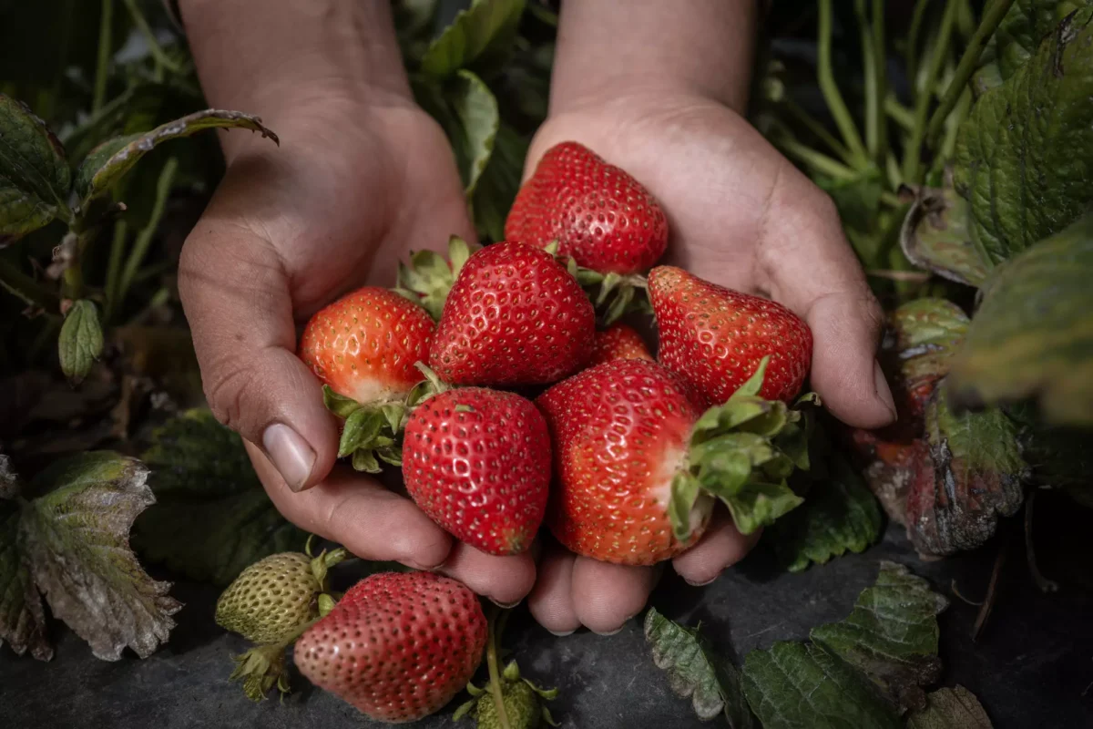 A 17-year-old farmworker, who began laboring in the fields when he was 13, holds fresh strawberries from the Salinas Valley.