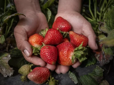 A 17-year-old farmworker, who began laboring in the fields when he was 13, holds fresh strawberries from the Salinas Valley.