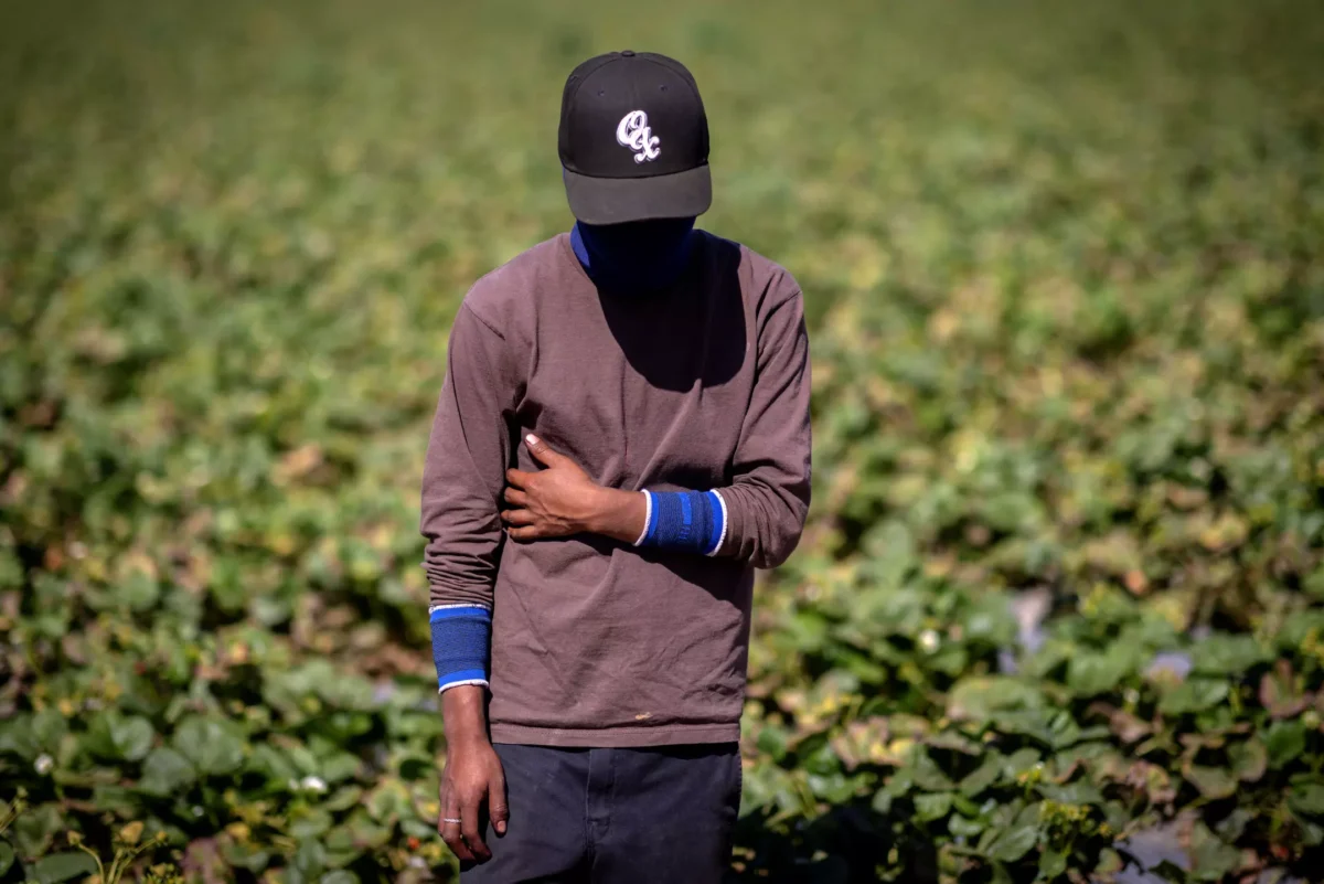 A 17-year-old strawberry picker at one of the many berry fields in the Salinas Valley.